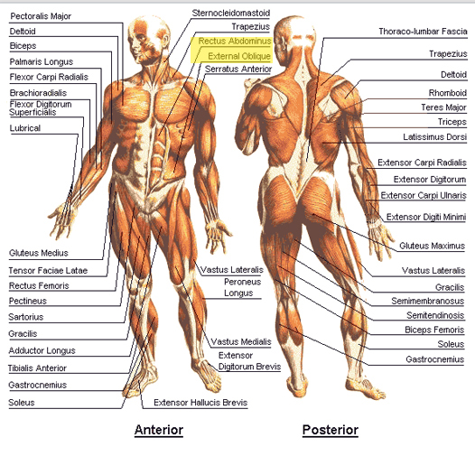 anatomy diagram
