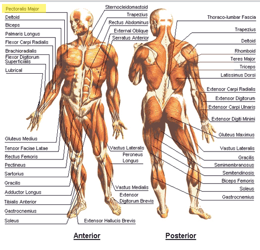 anatomy chart