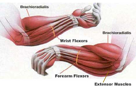 forearms exercises