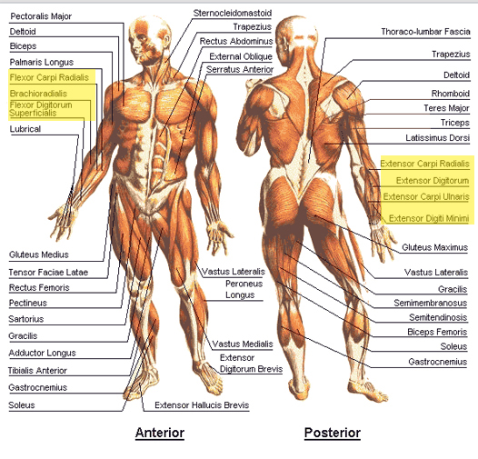 anatomy chart